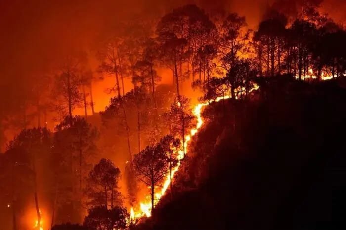 सात लोगों को वन विभाग की टीम ने रंगेहाथों आग लगाते हुए दबोचा