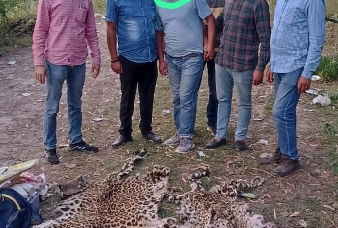 गुलदार की दो खालाेंं सहित वन्य जीव तस्कर गिरफ्तार गुलदार की दो खालाेंं सहित वन्य जीव तस्कर गिरफ्तार
